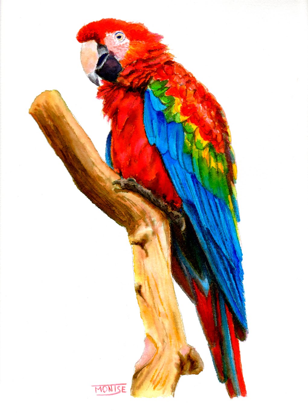 1020x1388 Guacamai Guacamayo Macaw (Step By Step Watercolor)