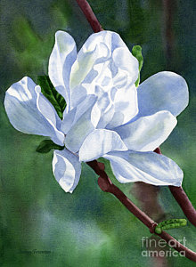 220x300 Magnolia Flower Paintings Fine Art America