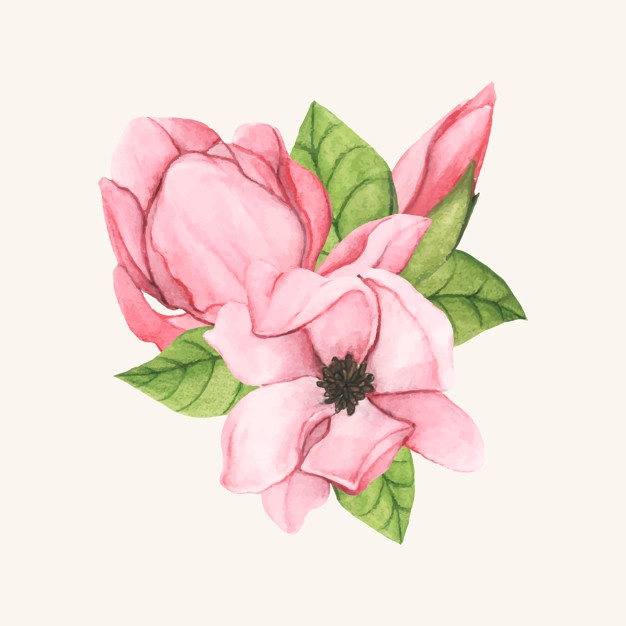 626x626 Magnolia Flowers Vectors, Photos And Psd Files Free Download
