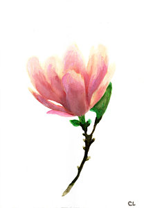 208x300 Magnolia Watercolor Paintings Fine Art America