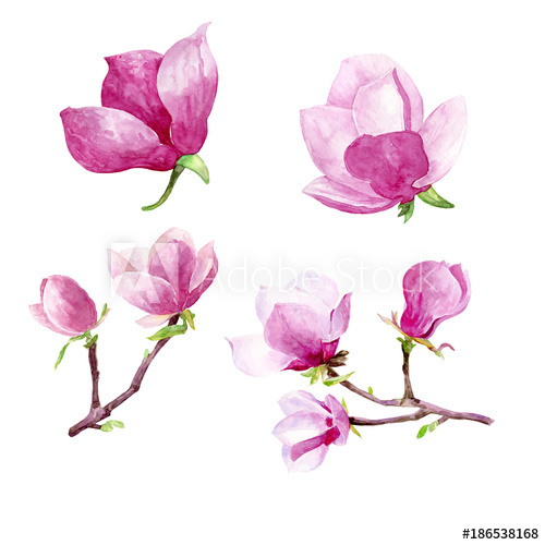 500x500 Magnolia Flowers Watercolor Hand Painted Clip Art Floral