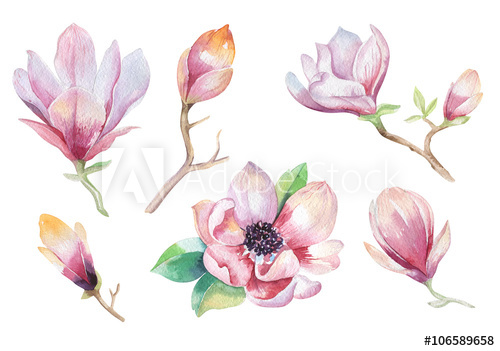 500x351 Painting Magnolia Flower Wallpaper. Hand Drawn Watercolor Floral
