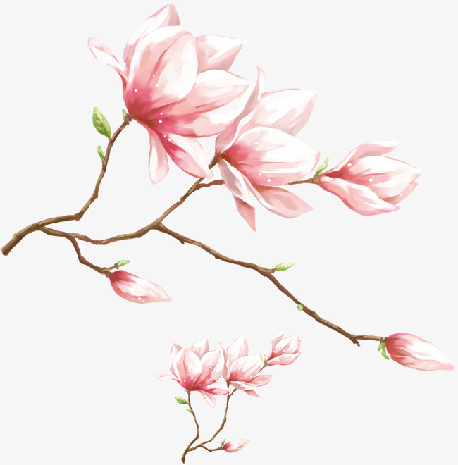 650x660 Watercolor Pink Magnolia Flower, Watercolor Magnolia, Watercolor
