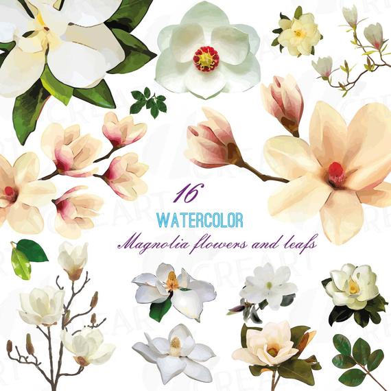 570x570 Watercolor White Magnolia Flowers And Leafs Clip Art Pack Etsy