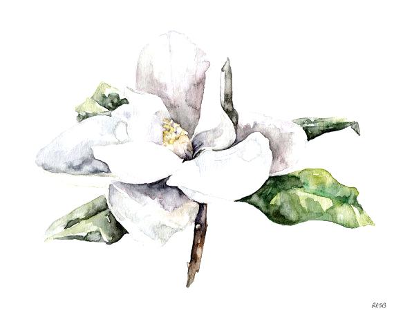 570x456 Magnolia Flower Painting Vidpal