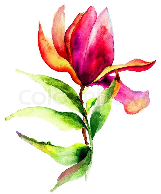 667x800 Beautiful Magnolia Flowers, Watercolor Illustration Stock Photo