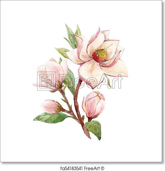 561x581 Free Art Print Of Watercolor Magnolia Floral Composition