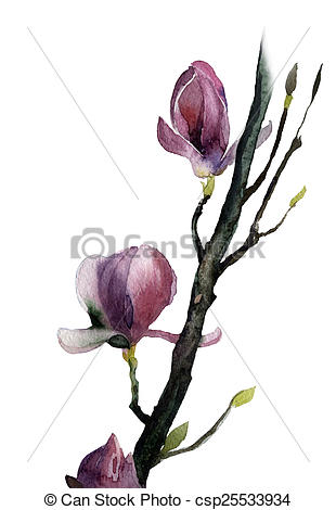 310x470 Hand Painted Watercolor Of Magnolia Flowers.