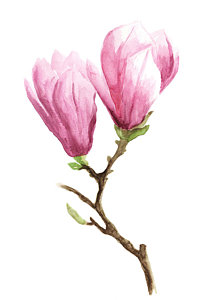 208x300 Magnolia Watercolor Paintings