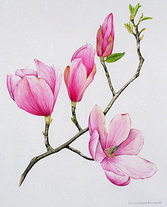 243x300 Magnolia Watercolor Paintings Fine Art America