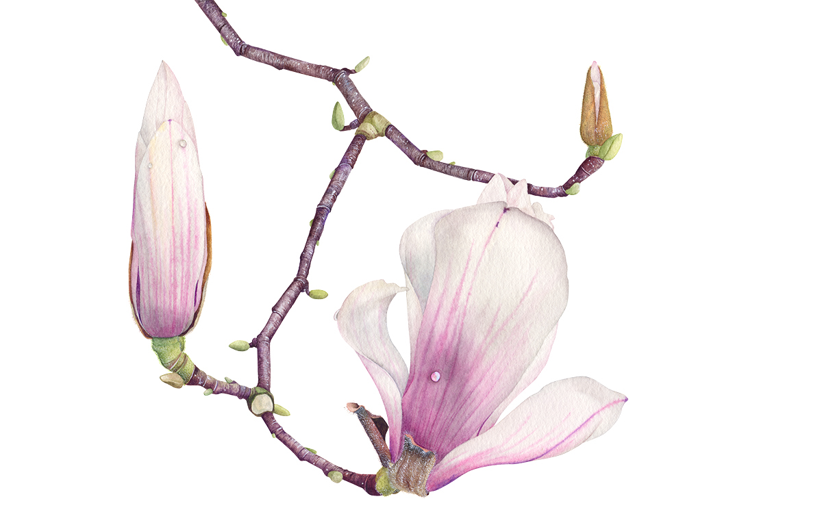 1200x770 Magnolia Watercolor Illustration On Behance