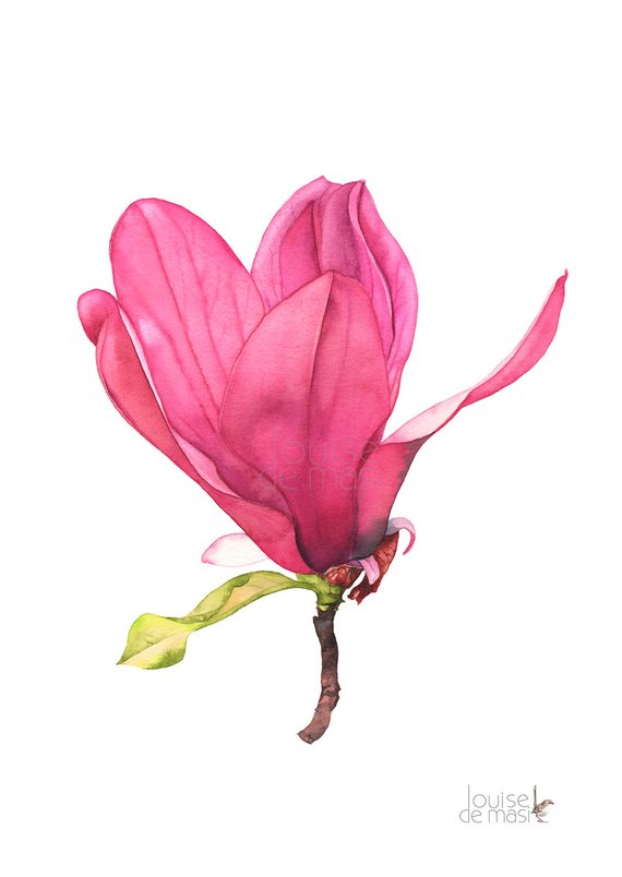 570x804 Magnolia Print Magnolia Watercolour Painting Print Magnolia