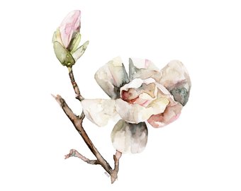 340x270 Magnolia Print Set Of 4 5x7 Watercolor Paintings Magnolia