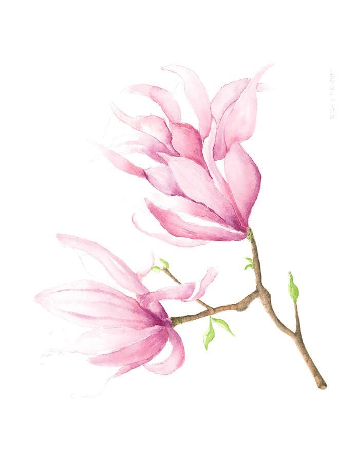 693x900 Magnolia Watercolor Painting By Susan Mahoney