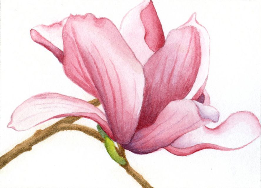 888x639 Old Paint A Thirty Year Retrospective Magnolia Painting