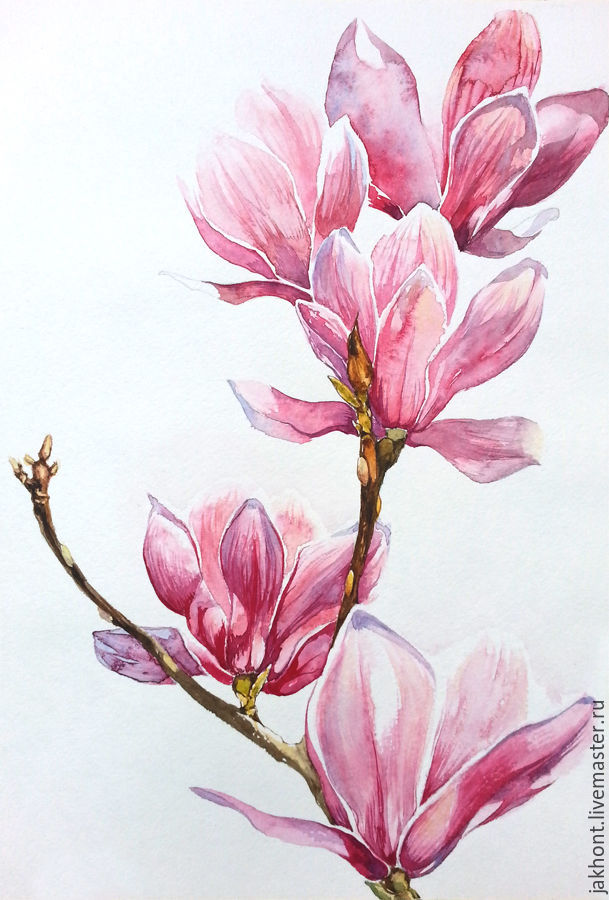 Magnolia Watercolor at GetDrawings | Free download