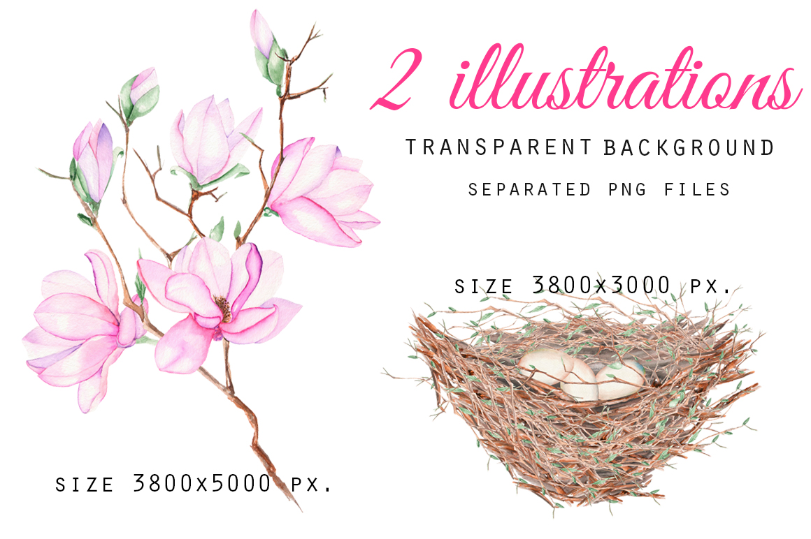 1160x772 Spring Magnolia. Watercolor Clip Art. By Happywatercolorshop