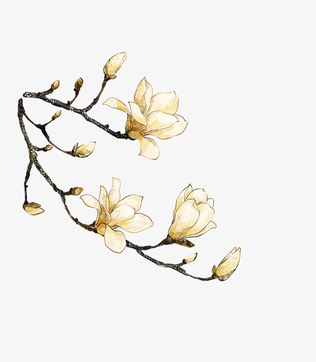 650x746 Watercolor Magnolia, Watercolor Clipart, Cartoon, Hand Painted Png