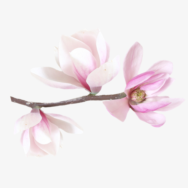 650x651 Watercolor Magnolia, Watercolor Clipart, Pink, Magnolia Png Image
