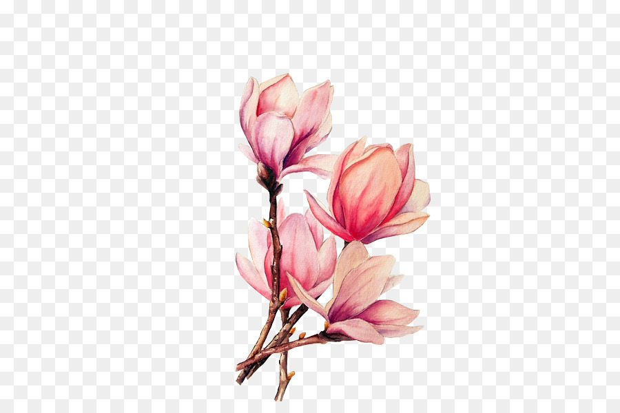 900x600 Watercolor Painting Tattoo Drawing Magnolia