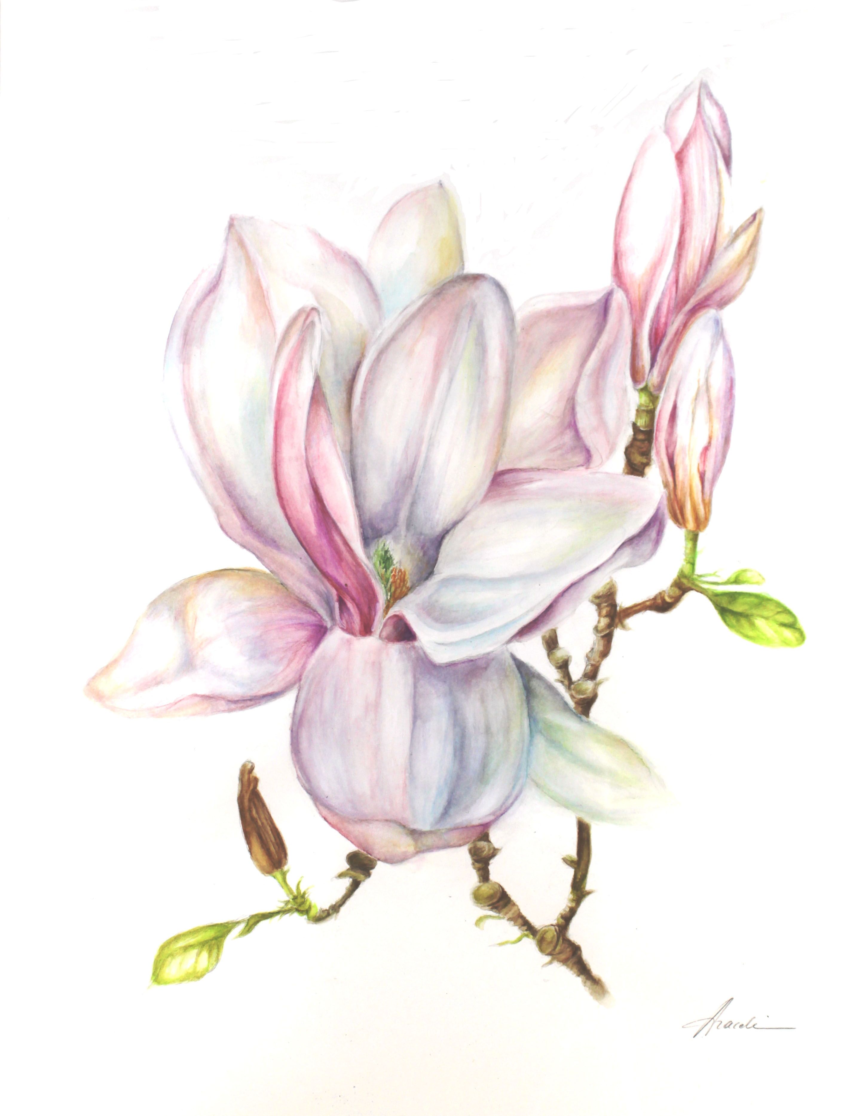 2871x3731 Magnolia 50x70 Cm Watercolour Www.aracelirequena.be Wc Floral