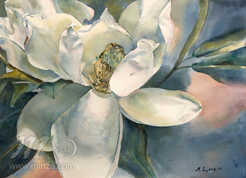 500x363 Magnolia