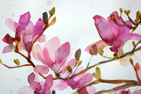 600x400 Magnolia Blossoms No. 12 Original Watercolor Painting By Angela