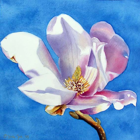 567x568 Magnolia Flower Small Watercolor Painting With Blue Background