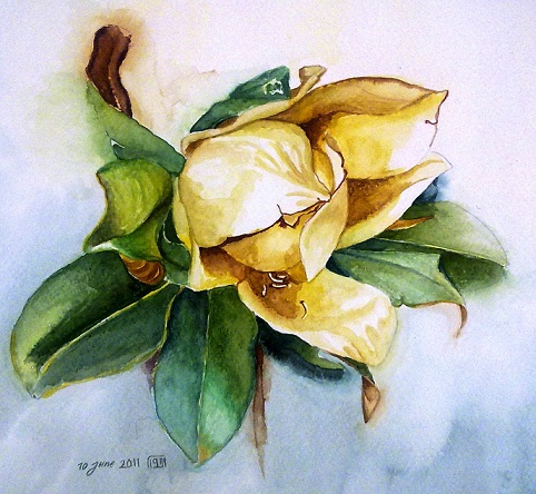 482x444 A Magnolia Watercolor Painting Zeinab1361art