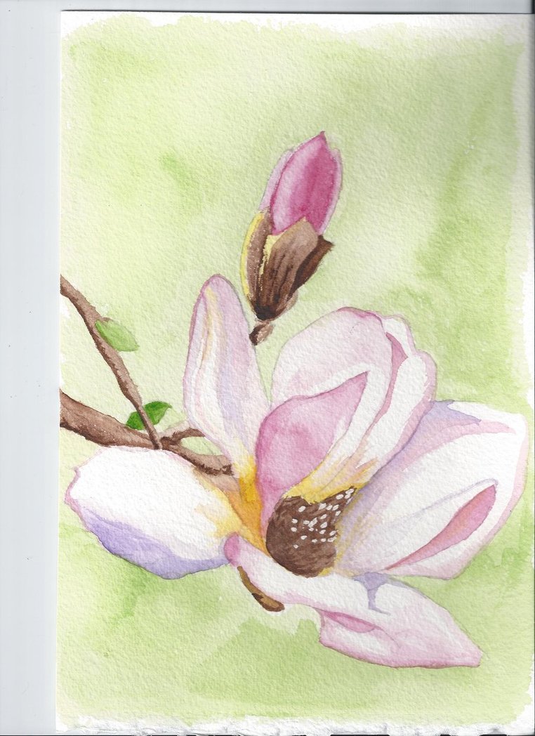 762x1048 Magnolia Watercolor Painting By Danielwartist