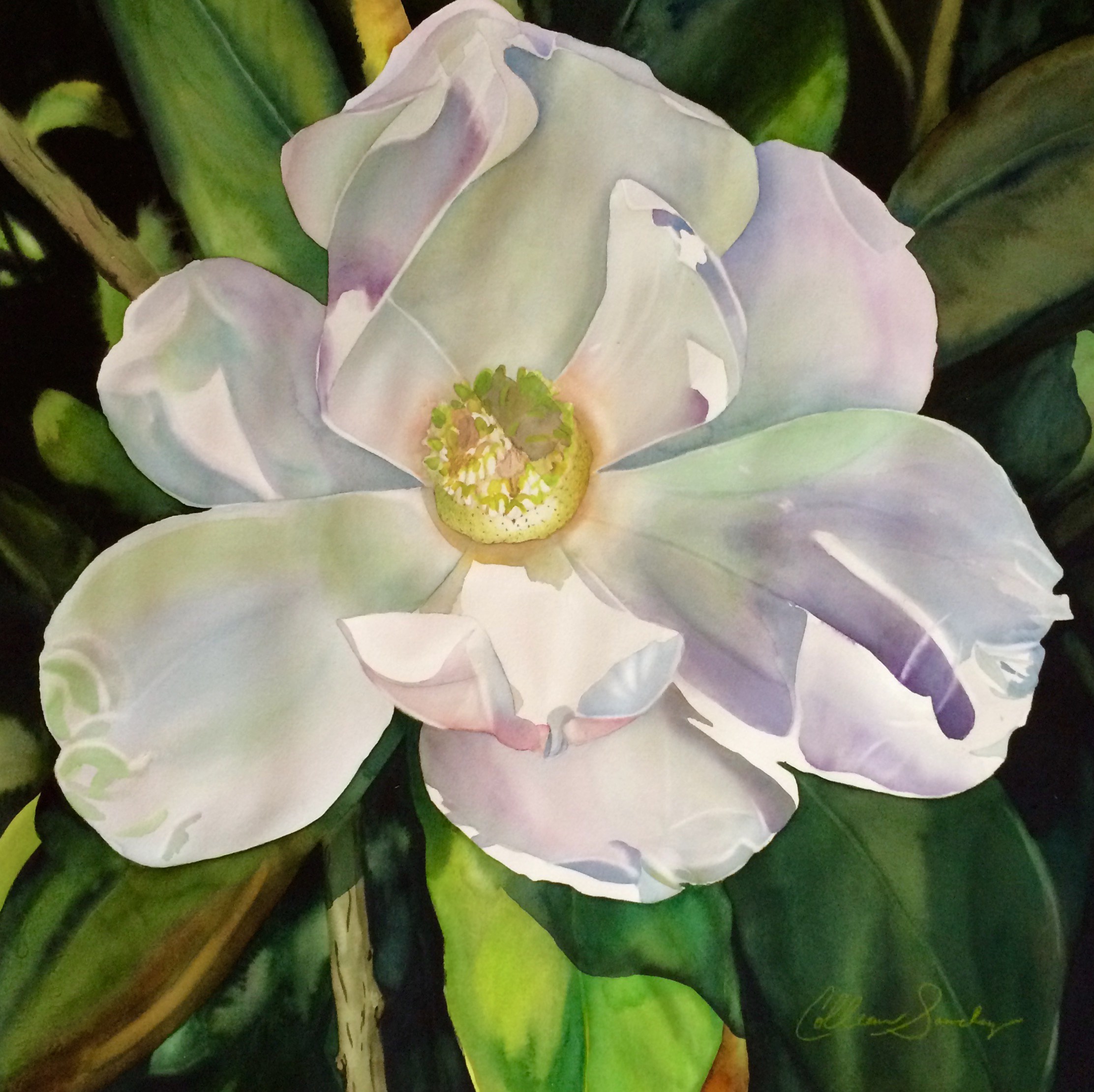 2224x2220 Colleen Sanchez Original Watercolor Painting White Magnolia I 22 X