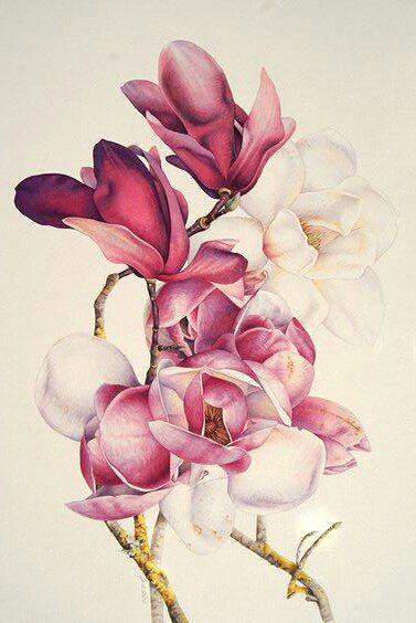 377x564 Novosti Tcvetochnoe Magnolia, Watercolor And Flowers