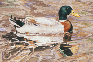 300x202 Mallard Duck