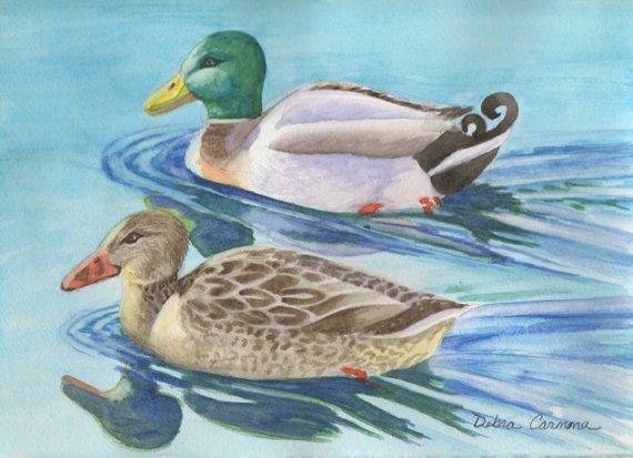 570x413 Mallard Duck Couple Watercolor Painting