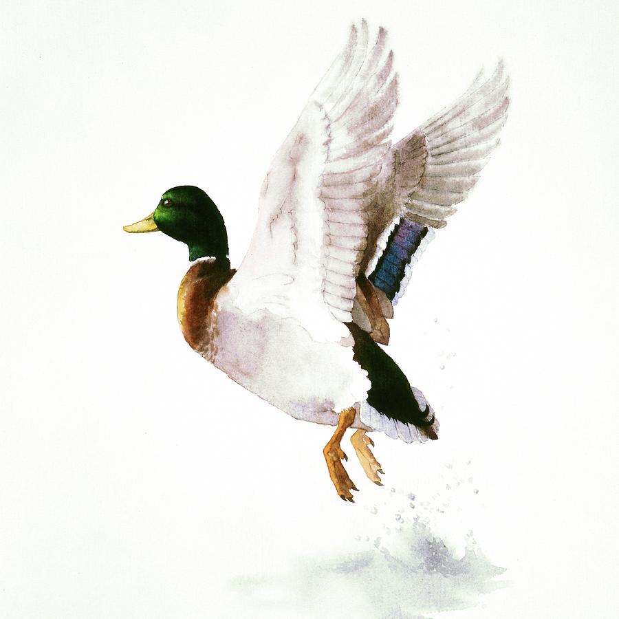900x900 Mallard Flying Away Watercolor Painting By Attila Meszlenyi
