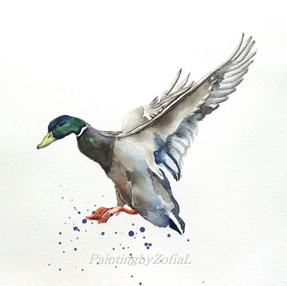 570x567 Mallard Duck Original Watercolor Painting Bird Painting Bird