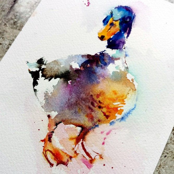 668x668 Mallard Duck Watercolour Painting By Natalie Graham Watercolor 5