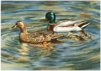 400x283 Mara Mattia Art Watercolor Painting Of Mallard Ducks Swimming