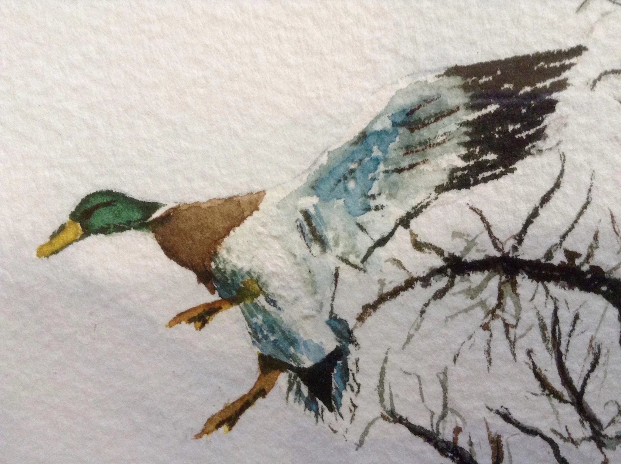 2048x1530 Susan Tromble, Mallard Ducks Flying In Watercolor Painting Works