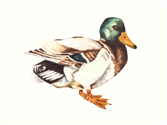 549x413 Watercolor Mallard Duck Art Prints By Erika Lancaster Redbubble