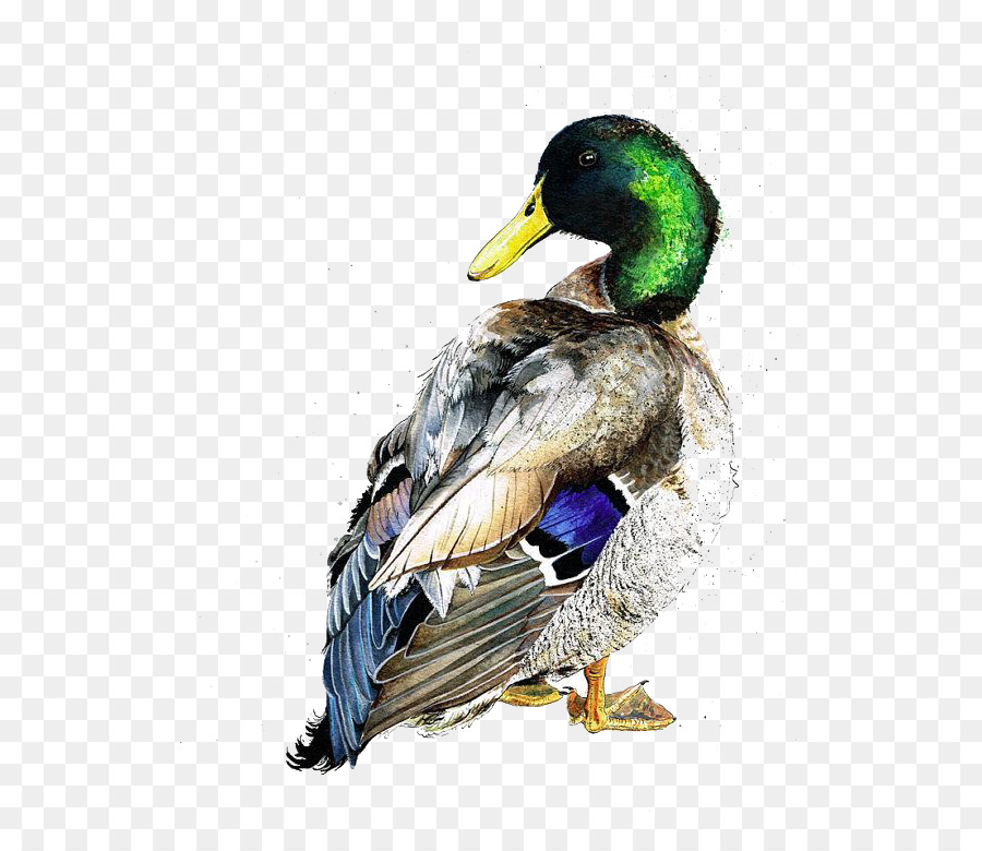 900x780 American Pekin Duck Mallard Bird Watercolor Painting
