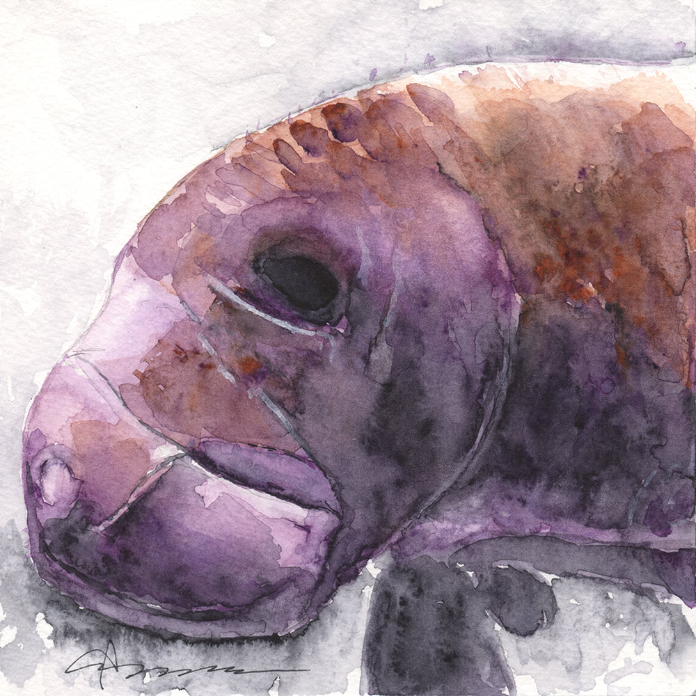 1000x1000 Manatee Watercolor Painting Claudia Hafner Watercolor
