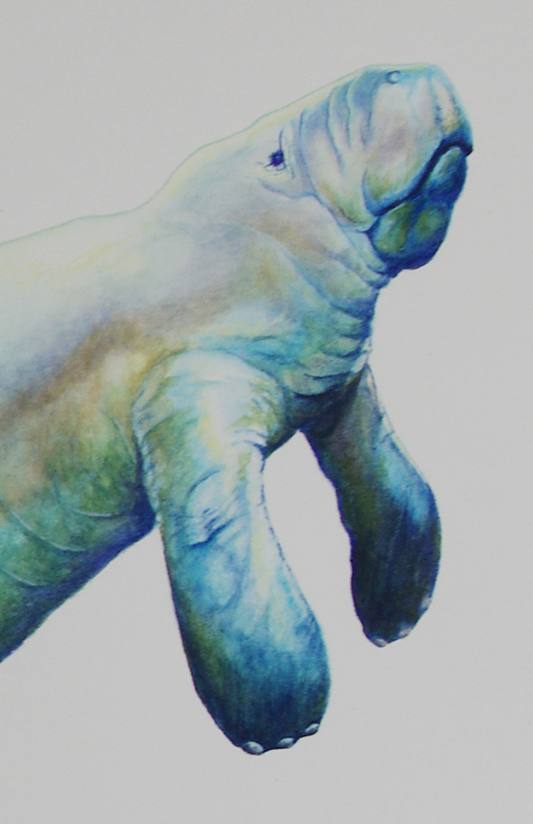 600x928 Manatee Watercolor