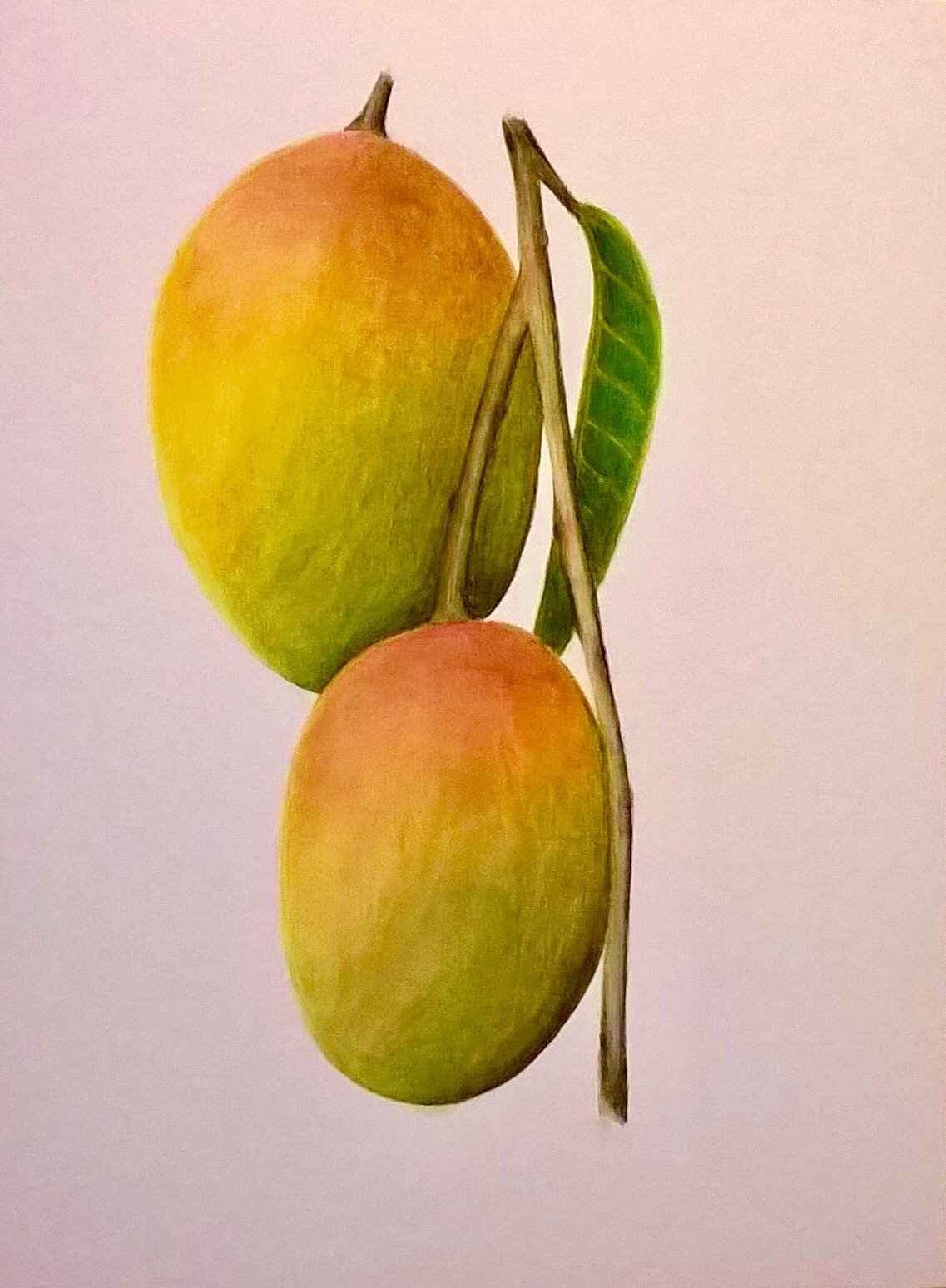 1137x1548 Mango Watercolor Original 6x8 Botanical Illustration Etsy