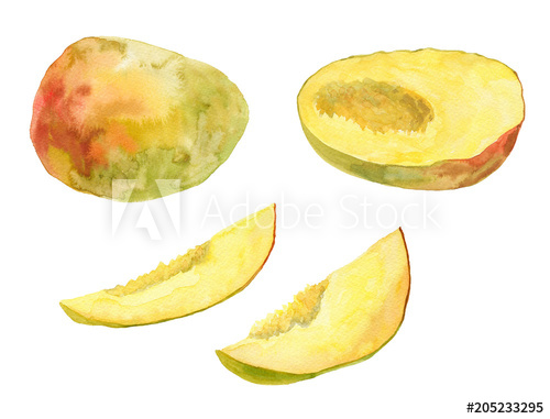 500x381 Mango. Watercolor Illustration