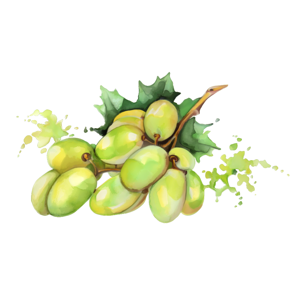 1000x1000 Watercolor Painting Fruit Drawing