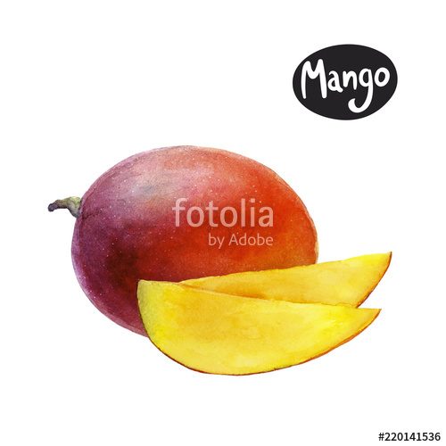 500x500 Mango Watercolor Illustration Stock Photo And Royalty Free Images