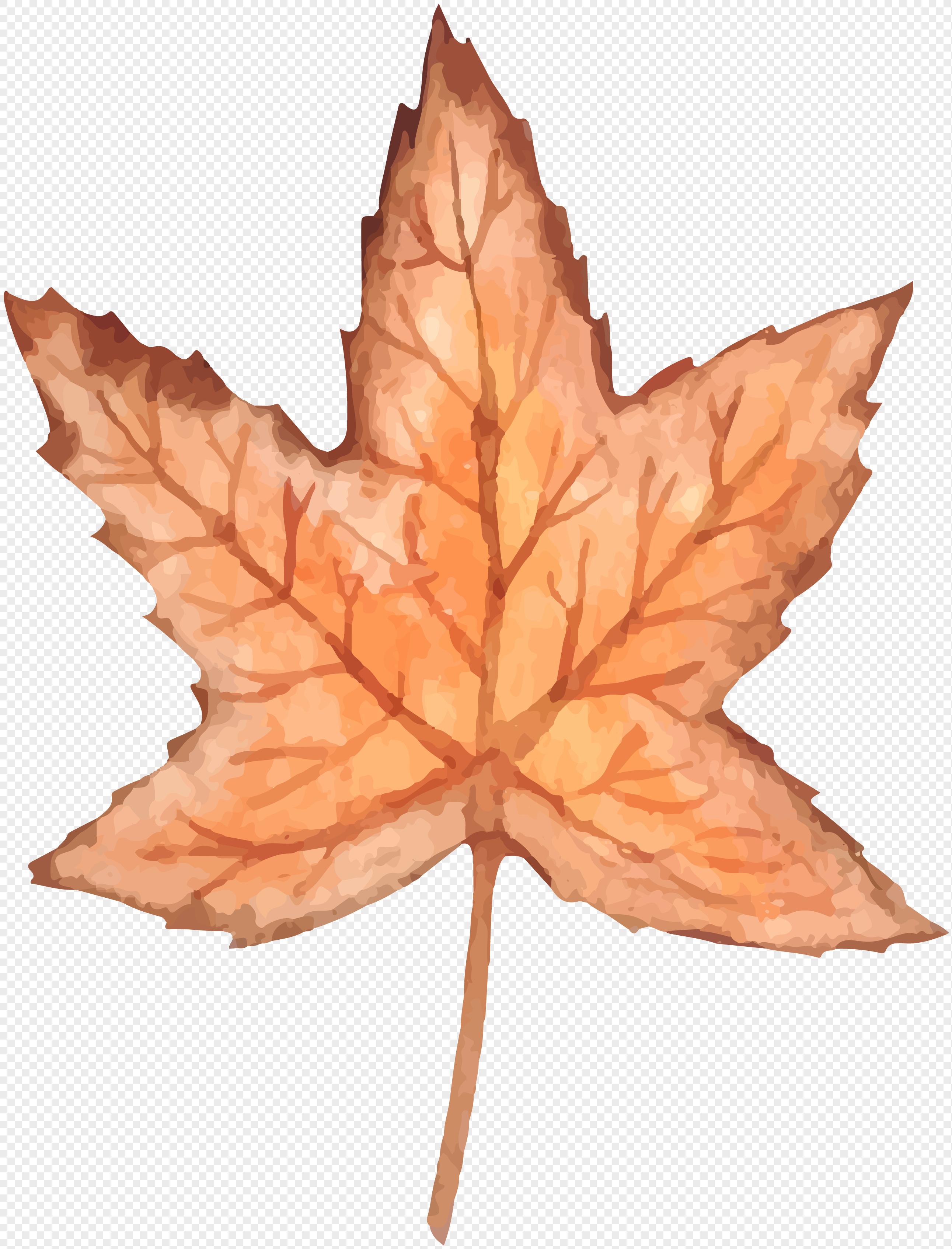 2583x3388 Watercolor Maple Leaf Graphics Image Picture Free Download