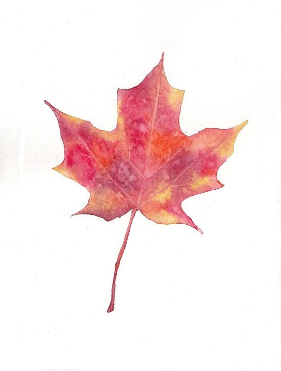 570x751 Drawn Maple Leaf Watercolor Tattoo