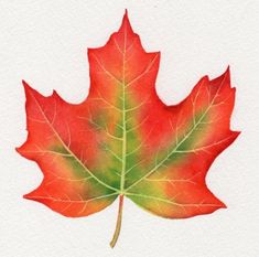 235x233 70 Best Maple Leaves Images In 2018 Drawings